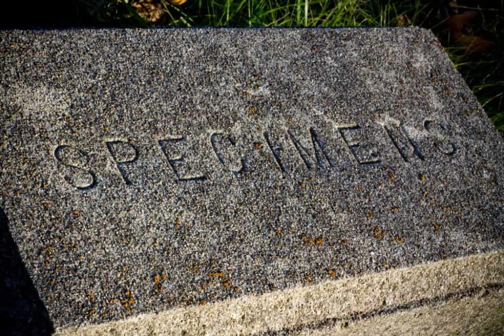Specimens TICO Cemetery Bizzare Headstone