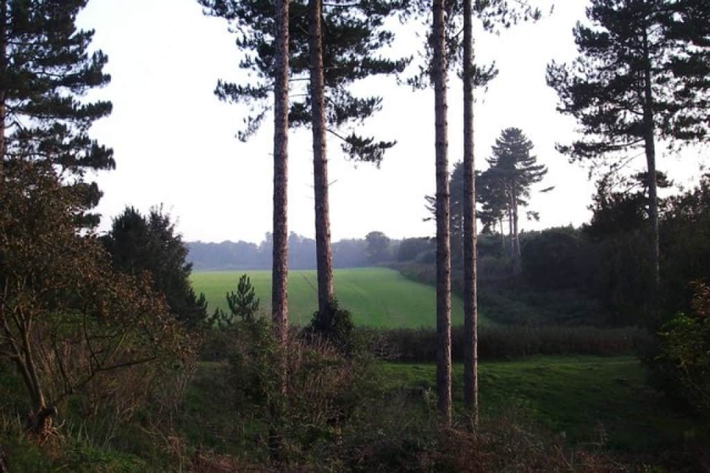 Supposed UFO landing site at Rendlesham Forest. Image: Simon Leatherdale.