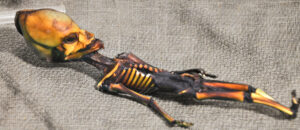 The Atacama Skeleton: Tiny Alien Remains? | Paranorms