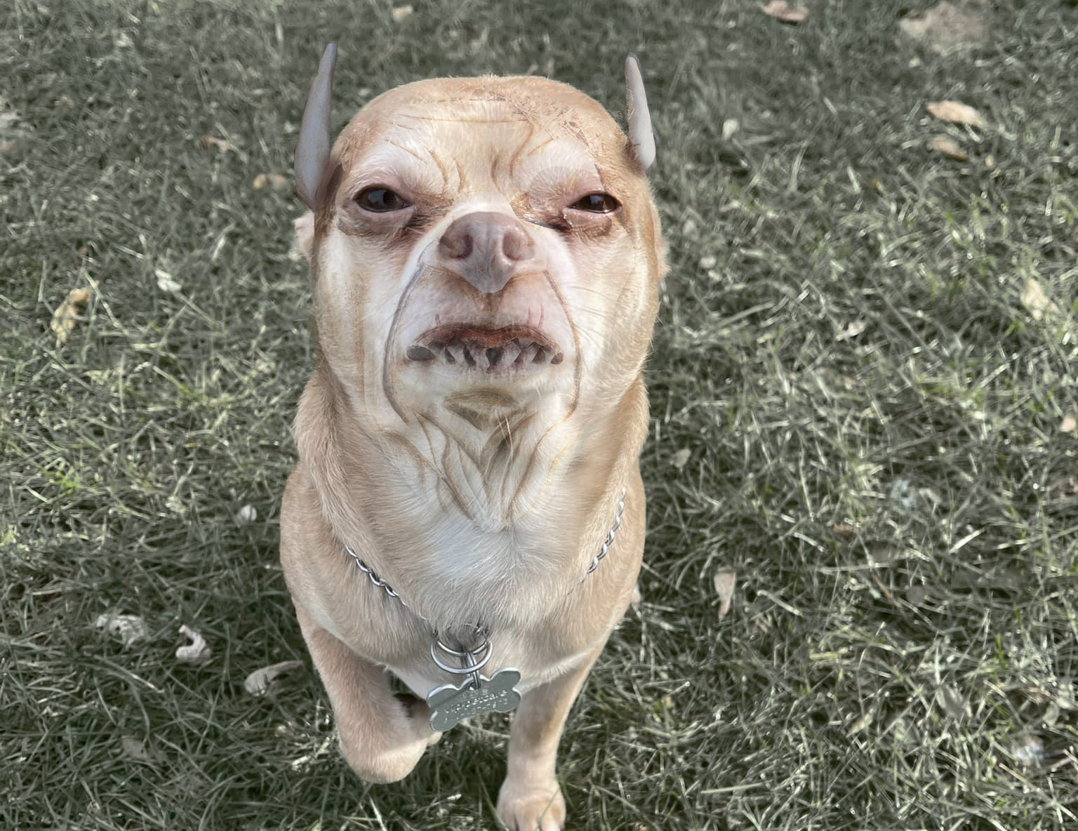 Demonic Dog for Adoption, Close to Raising $666 Donation