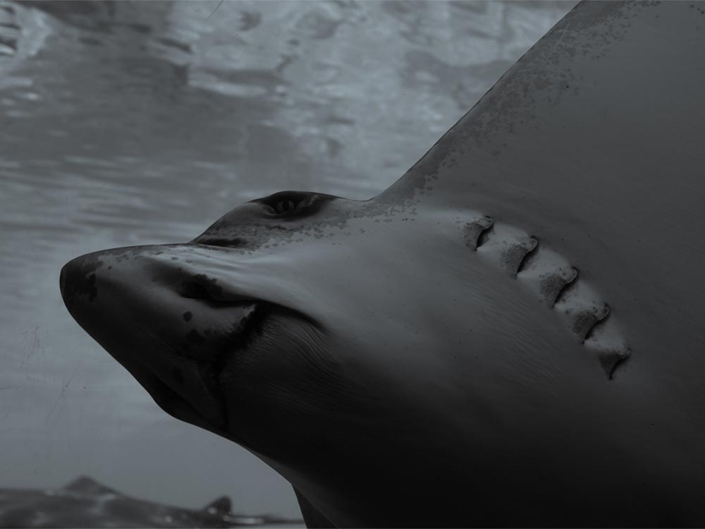 The Black Demon: Tepid eco-horror is a near shark-free farrago