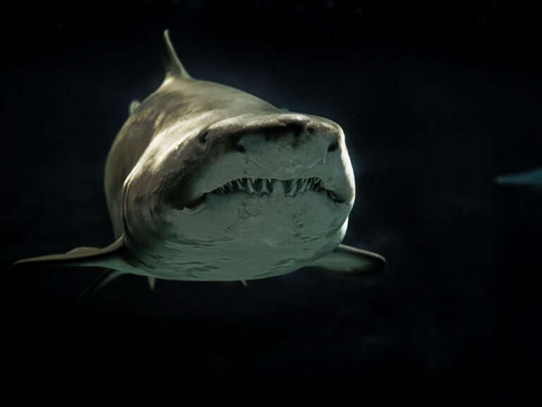 Is The Black Demon Shark A Megalodon The Black Demon: Prehistoric Predator or Misidentified Species? | Paranorms